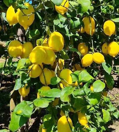 Achille Appartamento Sorrento