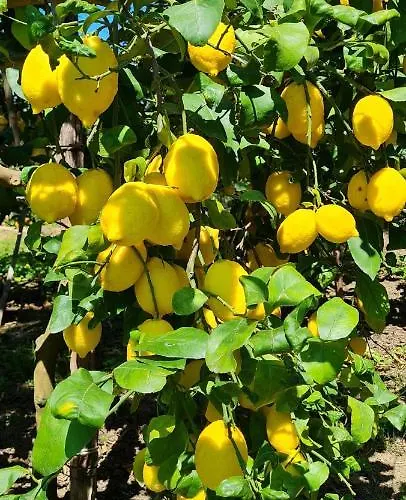 Achille Appartement Sorrento